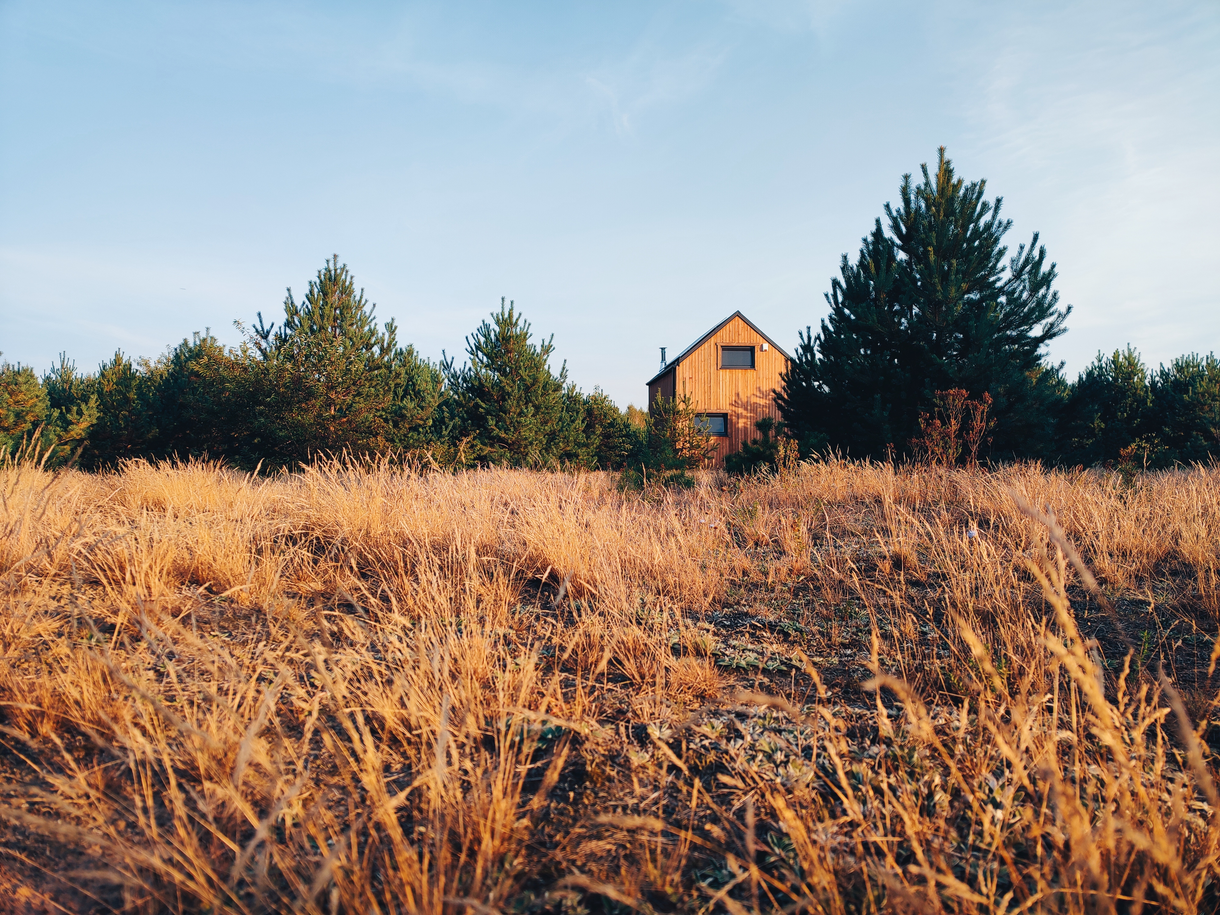 Las sosnowy dookoła domków